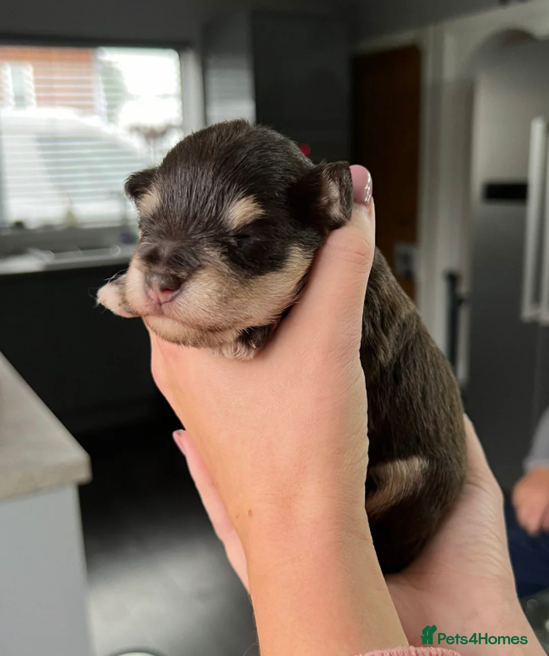 Miniature Schnauzer dogs for stud: KC REG Chocolate & Tan Miniature Schnauzer Stud - Advert 8