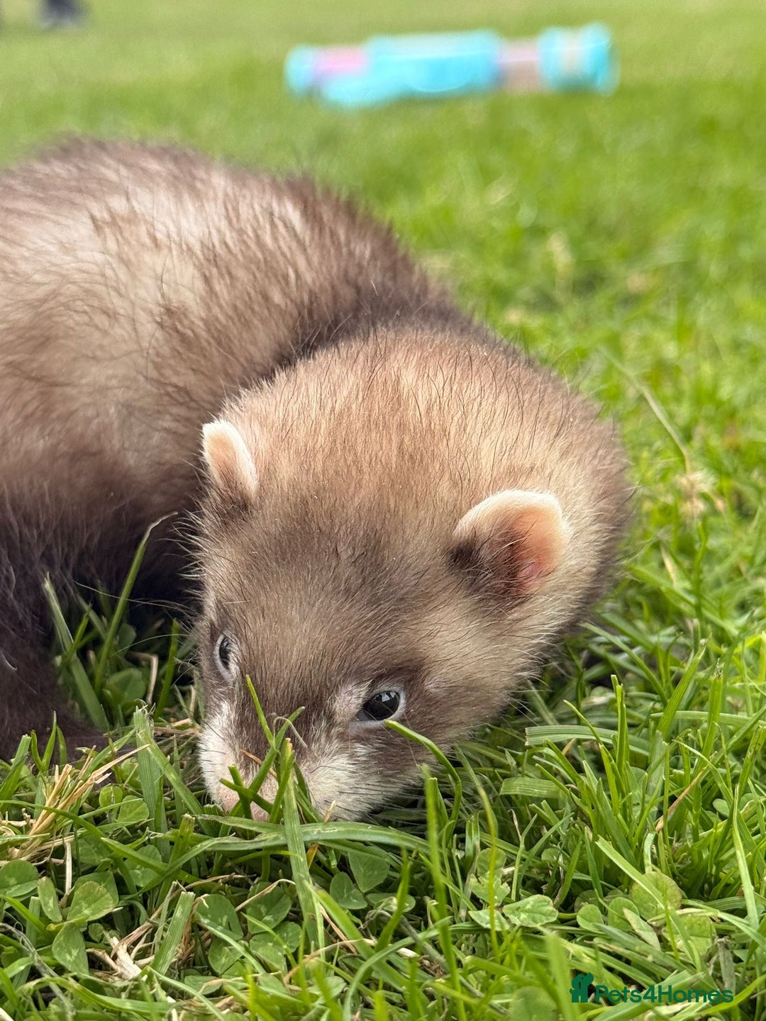 Ferret rodents for sale: Ferrets  - Image 5