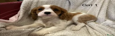 Cavalier King Charles Spaniel Puppy 2