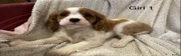 Cavalier King Charles Spaniel dogs for sale: Cavalier King Charles Spaniel puppies - Advert 4