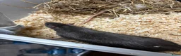 Rat rodents for sale: Dumbo rats  - Advert 4