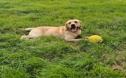 Labrador Retriever dogs for sale: Cooper 18 months  - Image 4