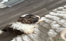 Shih Tzu dogs for sale: 4 Shih tzu girls  - Image 23