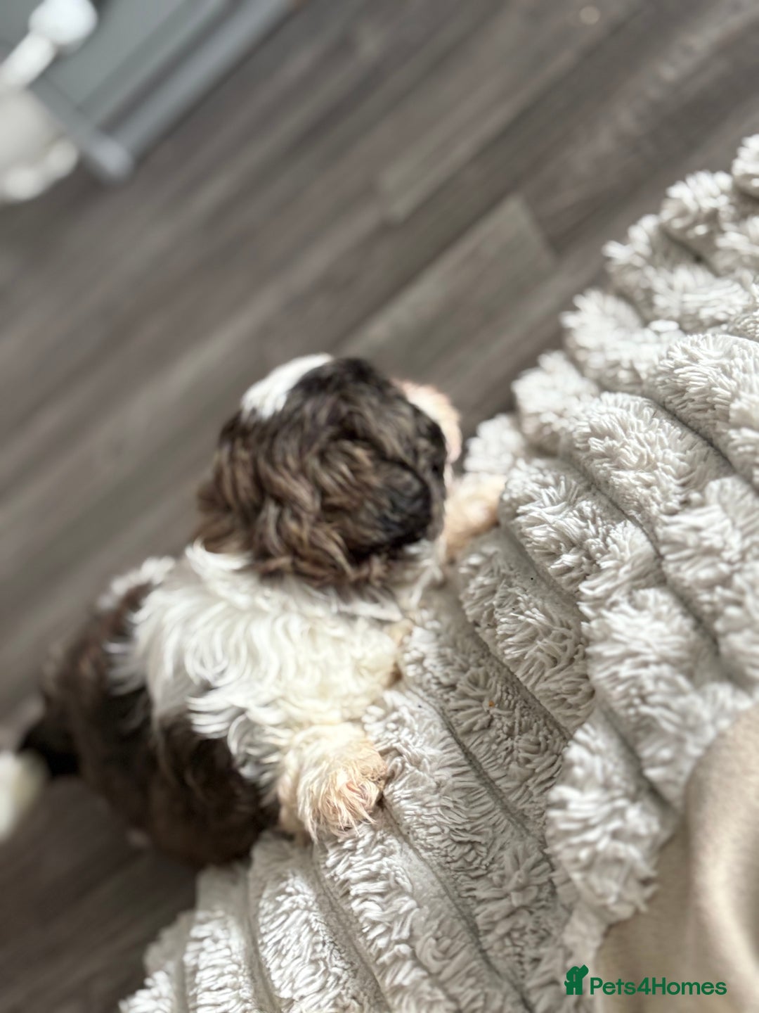 Shih Tzu dogs for sale: 4 Shih tzu girls  - Image 23