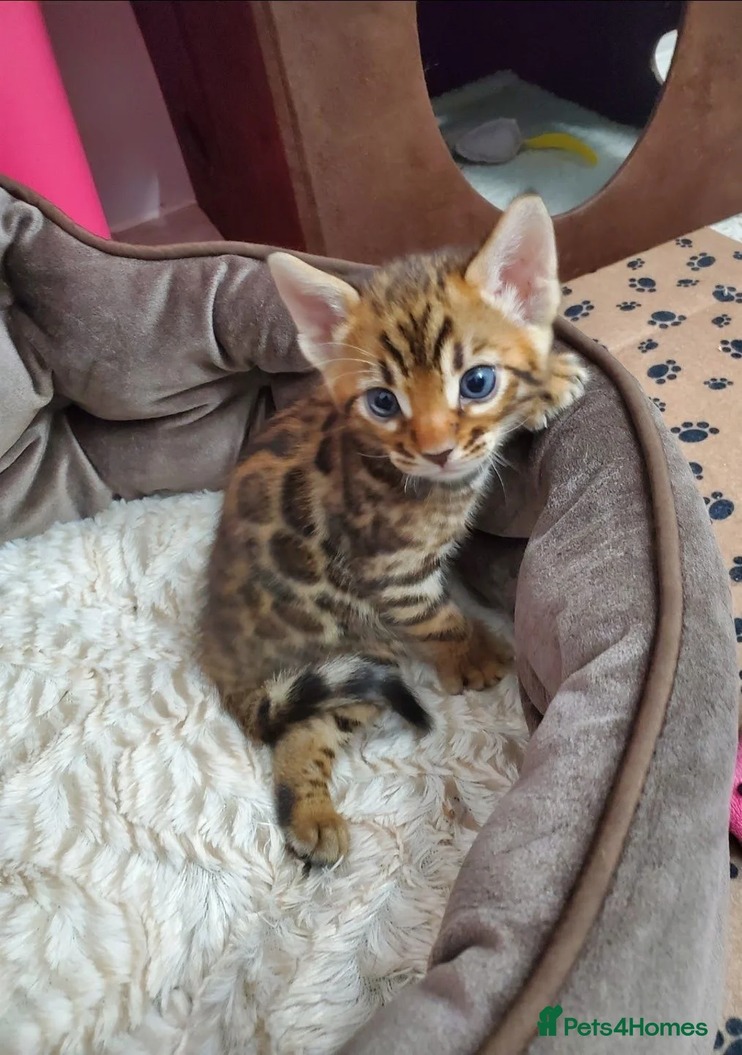 Bengal cats for sale: Beautiful Bengal Kittens in London - Advert 2