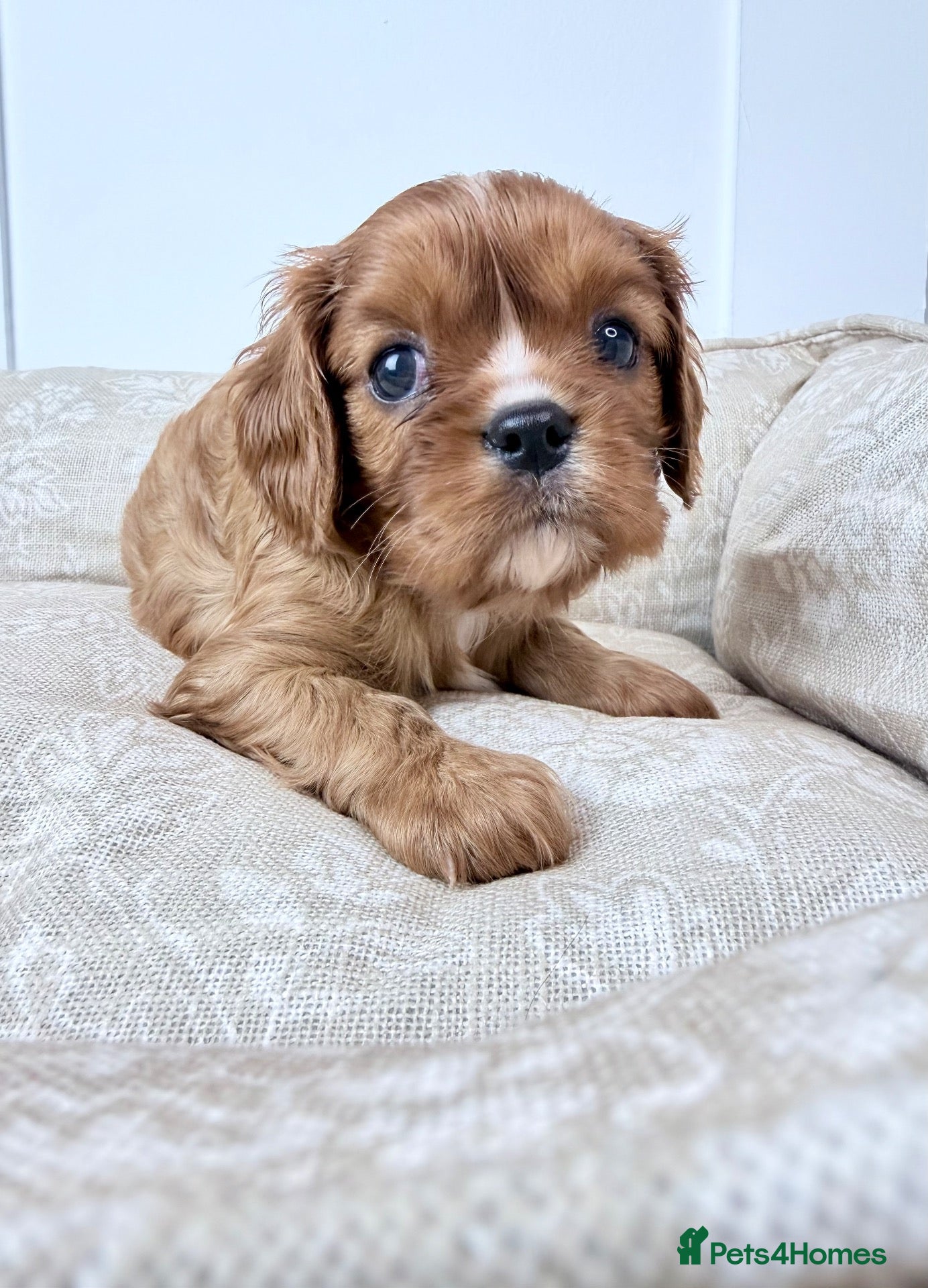 Cavalier King Charles Spaniel dogs KC registered Cavalier King Charles Spaniel.  - Advert 1