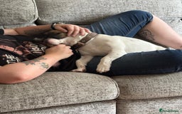 Mixed Breed dogs for sale: Bruno - Needs a New, Loving Home - Image 30