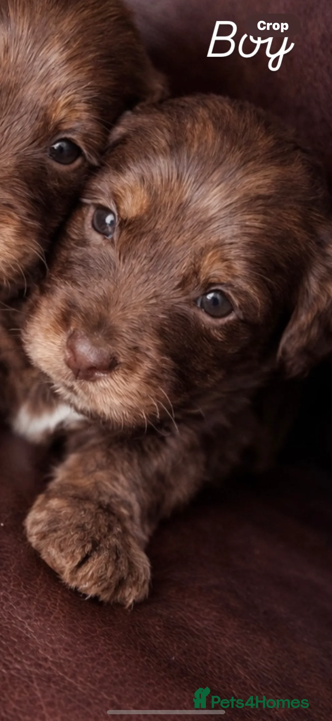 Cockapoo dogs for sale: 🐾Beautiful Mixed litter of F1 cockapoo Puppys🐾 - Advert 23