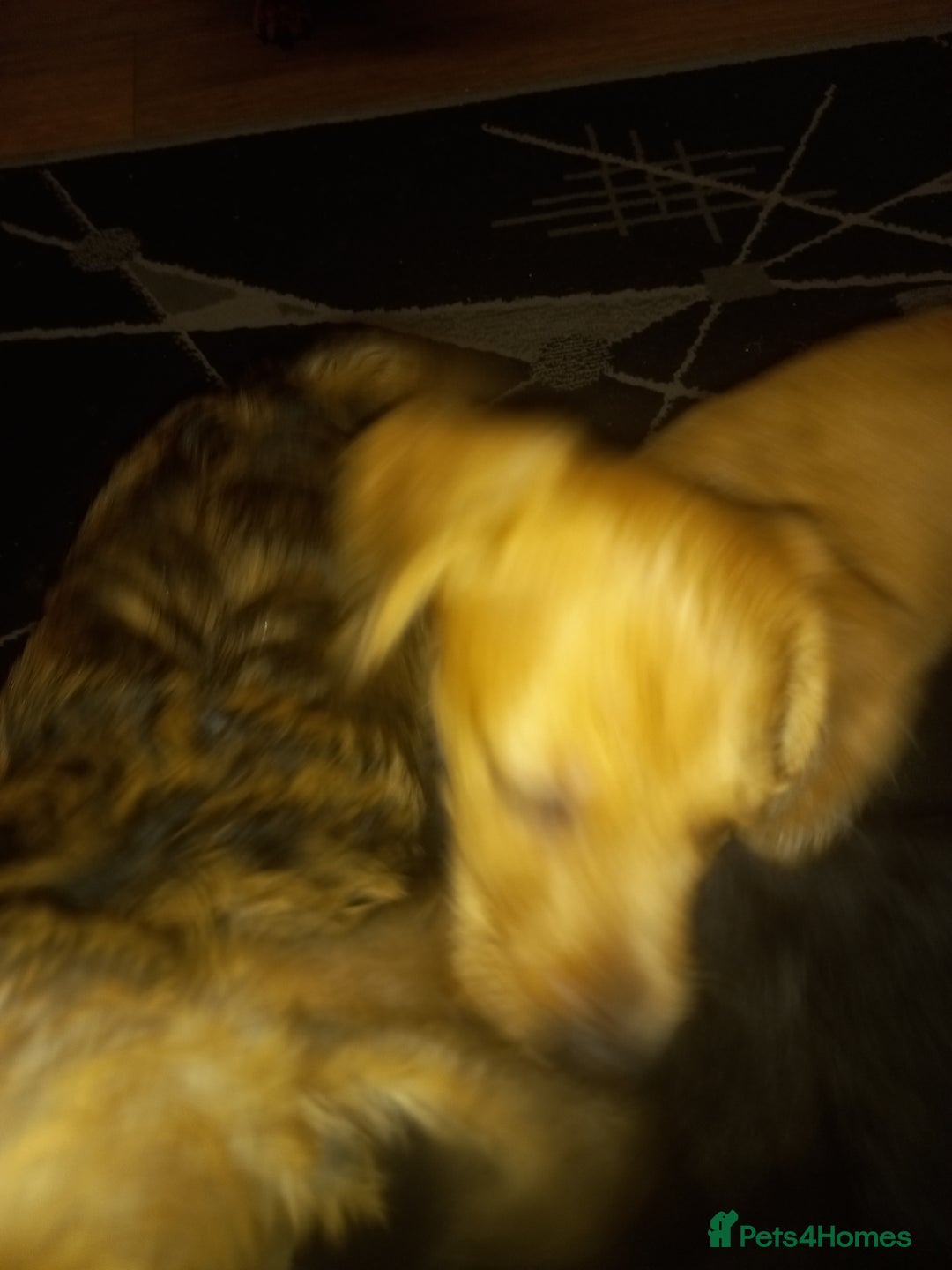 Doxiepoo dogs for sale: Doxipoo  - Advert 14