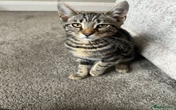 Mixed Breed cats for sale: 2 beautiful kittens ready for a loving home - Image 14