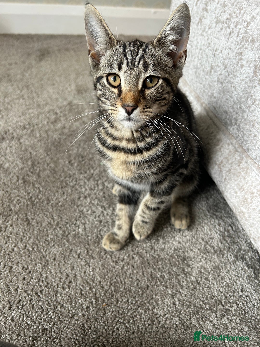 Mixed Breed cats for sale: 2 beautiful kittens ready for a loving home - Image 14