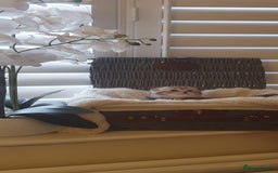 Scottish Fold cats for sale: 😻 Adorable Scottish Fold Kittens For Sale😻 - Image 3