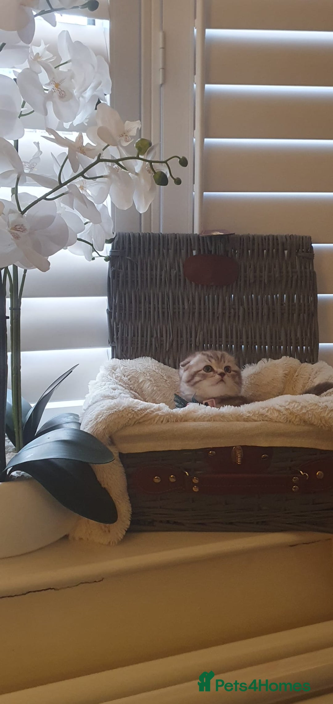 Scottish Fold cats for sale: 😻 Adorable Scottish Fold Kittens For Sale😻 - Image 3