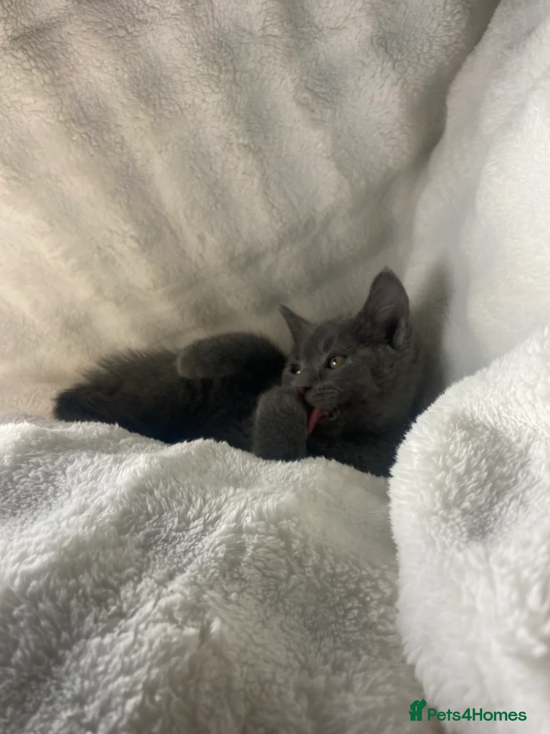 British Shorthair cats for sale: British shorthair x sypnx kitten  - Advert 5