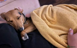 Mixed Breed dogs for sale: Needing to rehome  - Image 3
