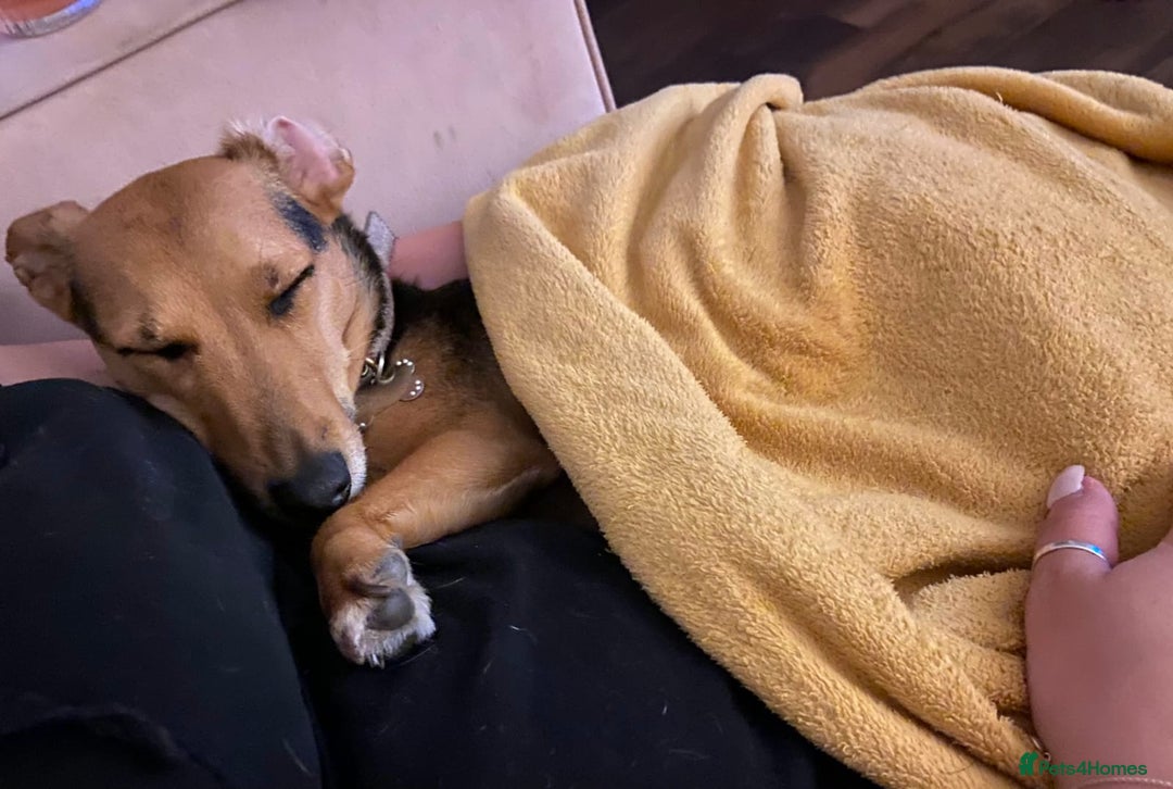 Mixed Breed dogs for sale: Needing to rehome  - Image 3