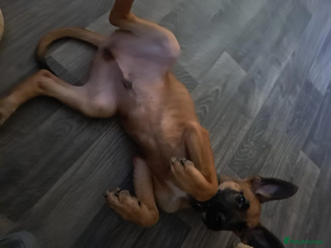 Belgian Shepherd Dog dogs for sale: Belgian malinois for sale  in Hull - Advert 2