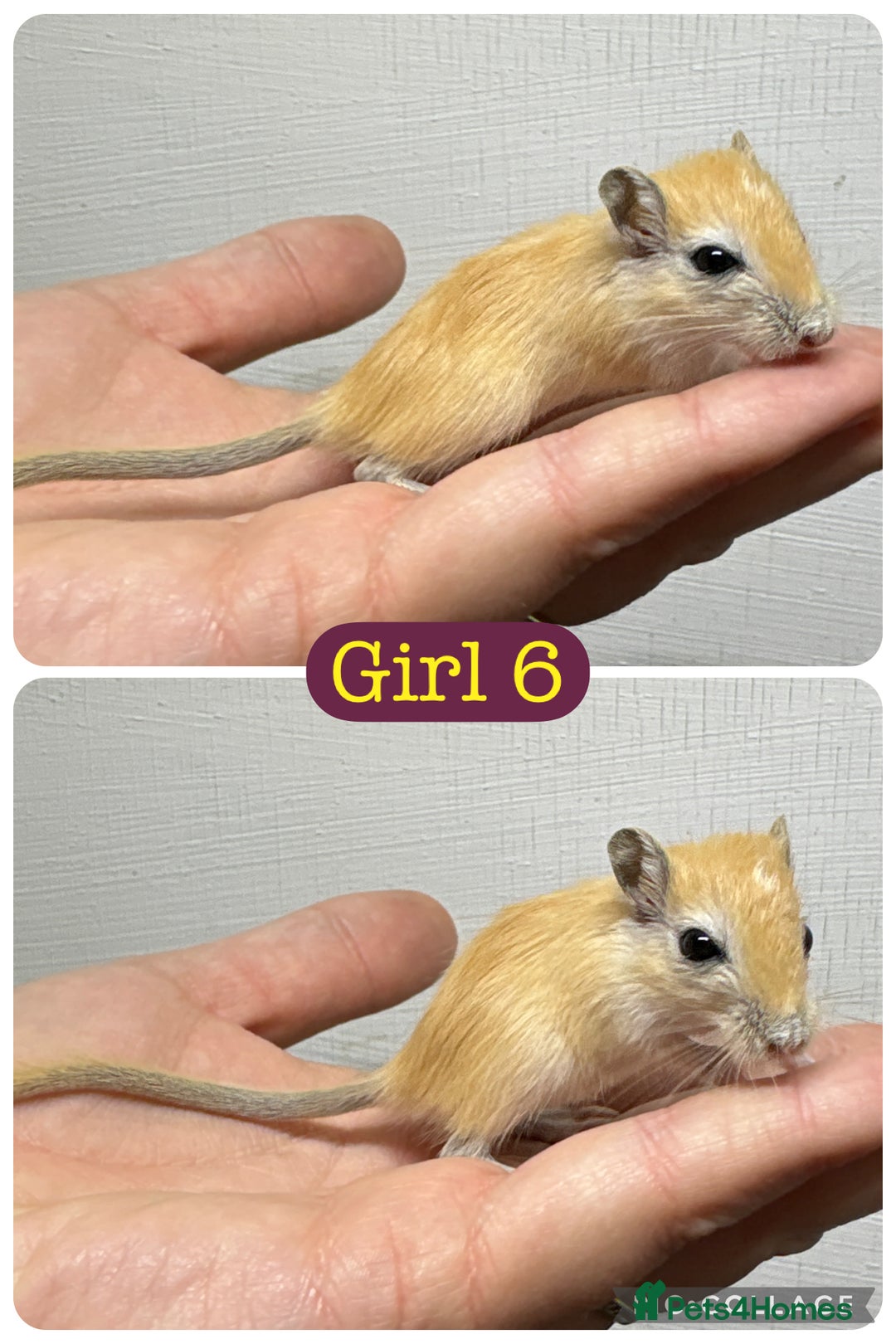 Gerbil rodents for sale: Beautiful friendly baby gerbils  - Image 15