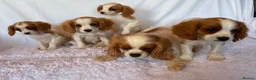 Cavalier King Charles Spaniel dogs for sale: Beautiful King Charles puppys in Stafford - Advert 7