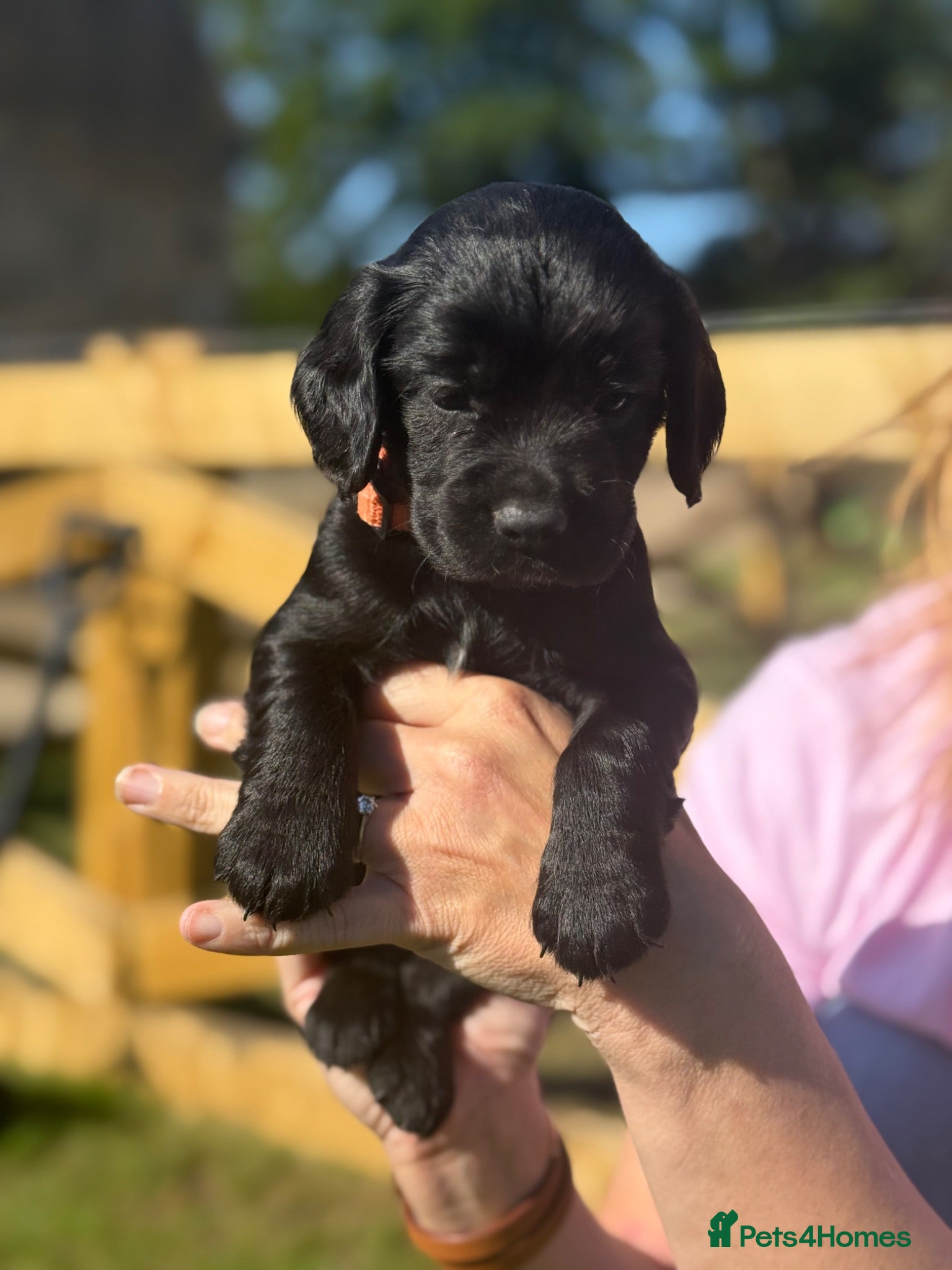 Cocker Spaniel dogs KC reg working cocker spaniel pups  - Advert 4