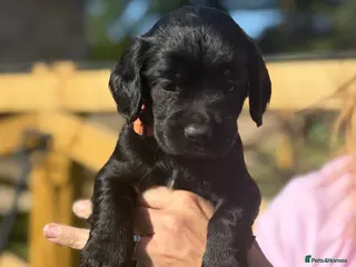 Cocker Spaniel dogs KC reg working cocker spaniel pups - Advert 8