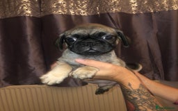 Pug dogs for sale: Pug puppies - Image 9