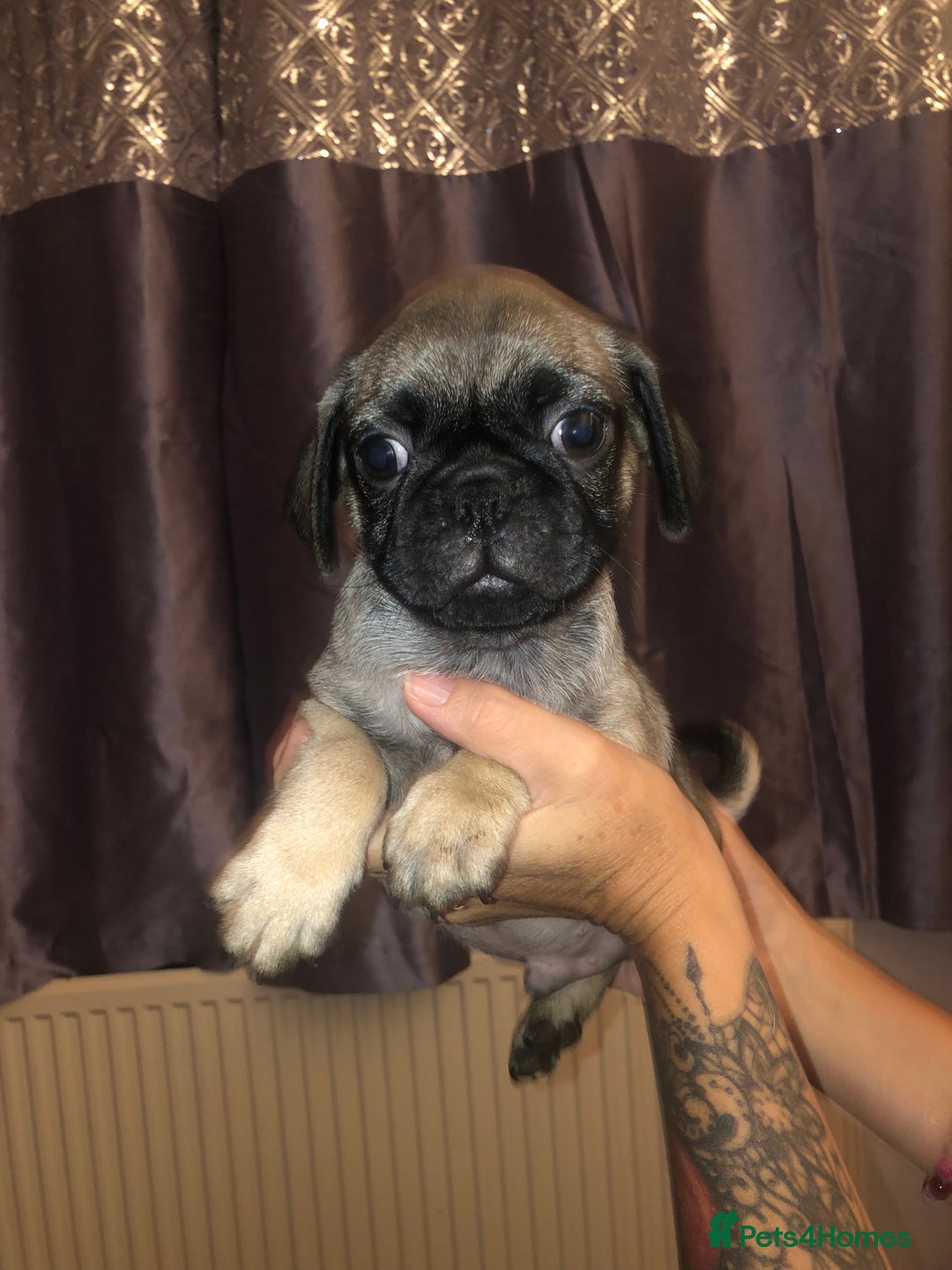 Pug dogs for sale: Pug puppies - Image 9