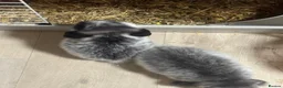 Mixed Breed rabbits for sale: Dwarf lop eared bunnies x3 in Basildon - Advert 5
