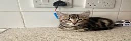 Mixed Breed cats for sale: Kitten for sale  - Advert 3