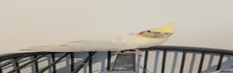 Cockatiels birds for sale: John cockatiels - Advert 5