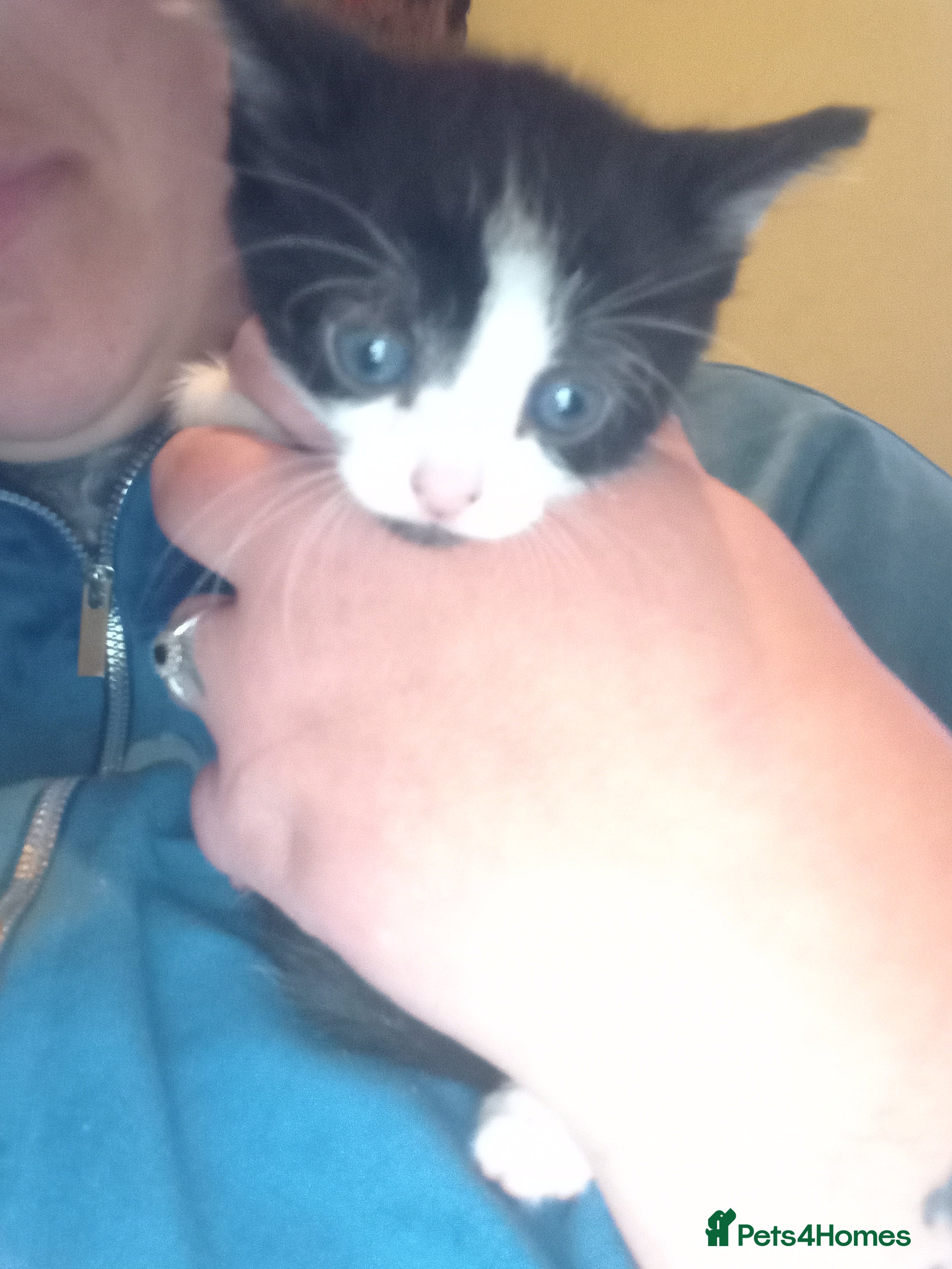 Mixed Breed rabbits 4 kittens ready now  - Advert 1