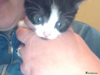 Mixed Breed rabbits 4 kittens ready now - Advert 1