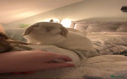 Mini Lop rabbits for sale: Mini Lop Bunny - Mickey - Image 3