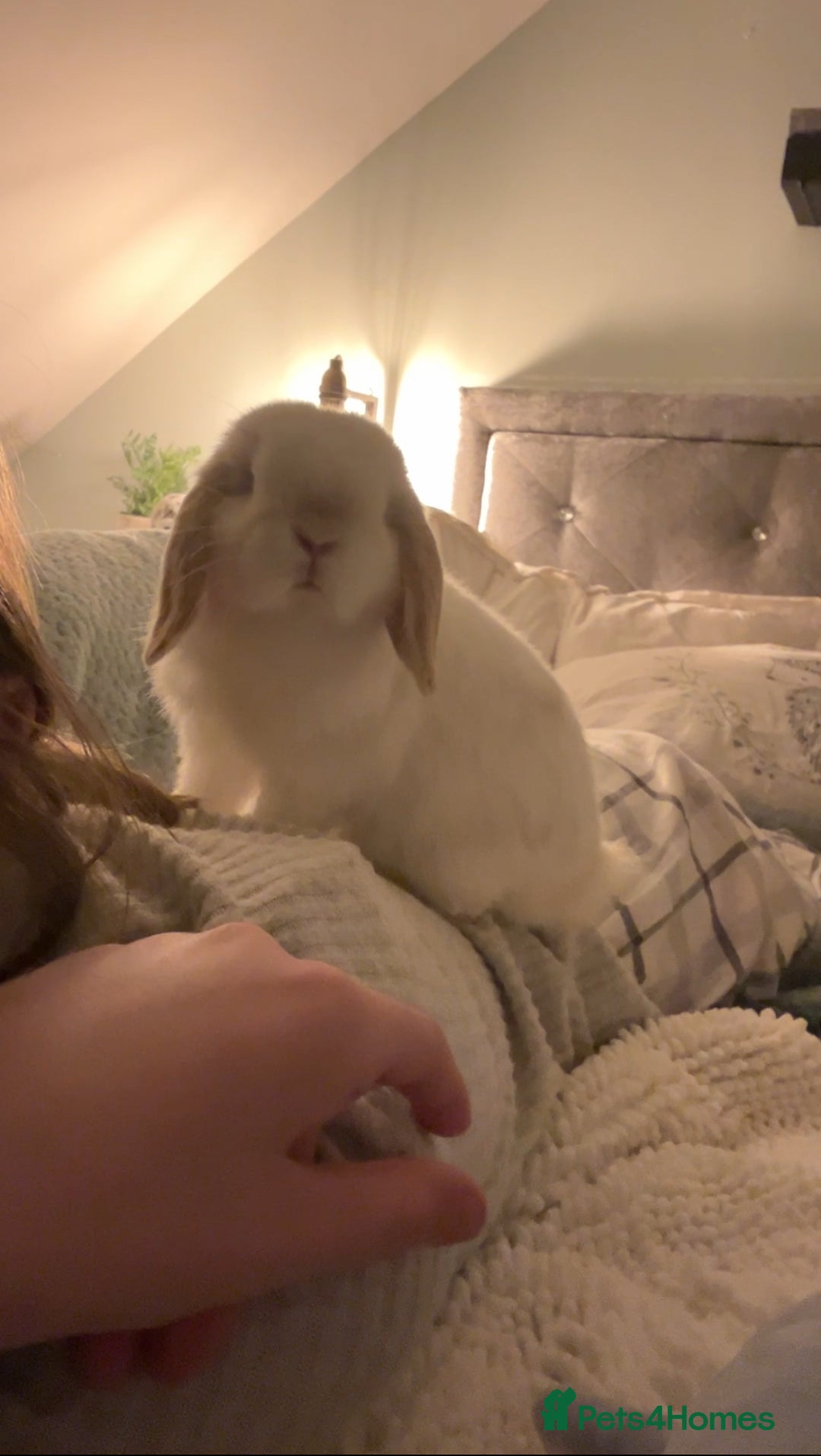 Mini Lop rabbits for sale: Mini Lop Bunny - Mickey - Image 3