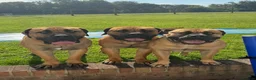 Boerboel dogs for sale: Boerboel puppies - Advert 7