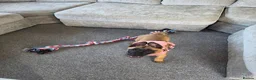 Belgian Shepherd Dog dogs for sale: 10 week old belgian malinois female puppy - Advert 4
