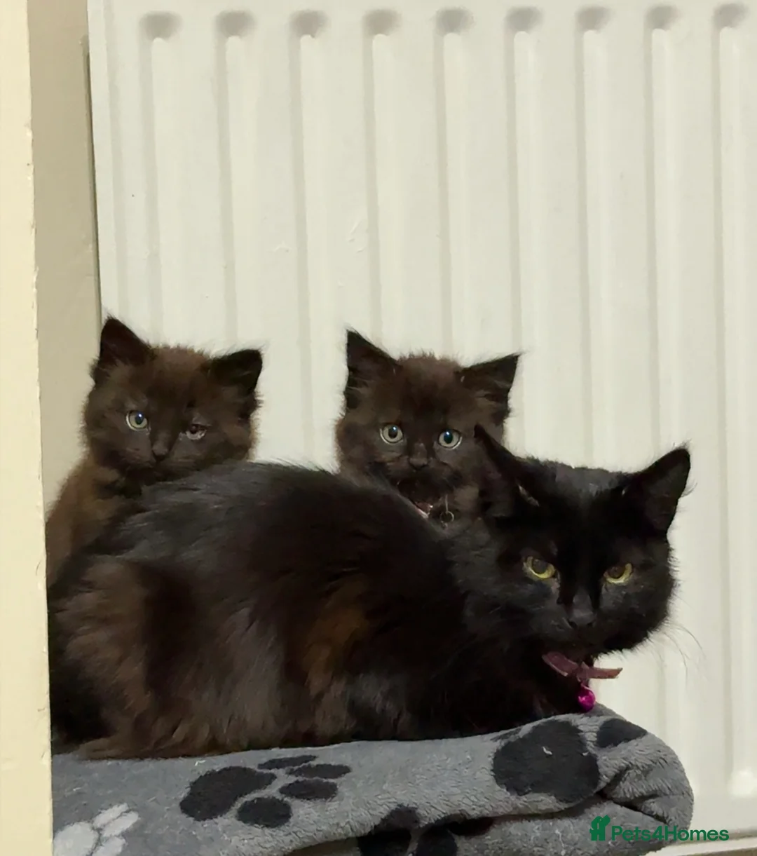 Mixed Breed cats for sale: Female kitten. - Advert 1