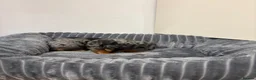 Miniature Dachshund dogs for sale: 🐾 Beautiful Miniature Dachshund 🐾 - Advert 6