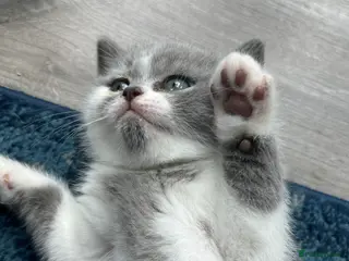 British Shorthair cats BRITISH SHORTHAIR KITTENS (Mother is a show cat) - Advert 3