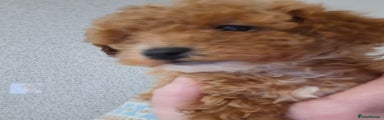 Toy Poodle Puppy 1