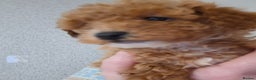 Toy Poodle dogs for sale: Toy poodle 🐩 pure breed  - Advert 4