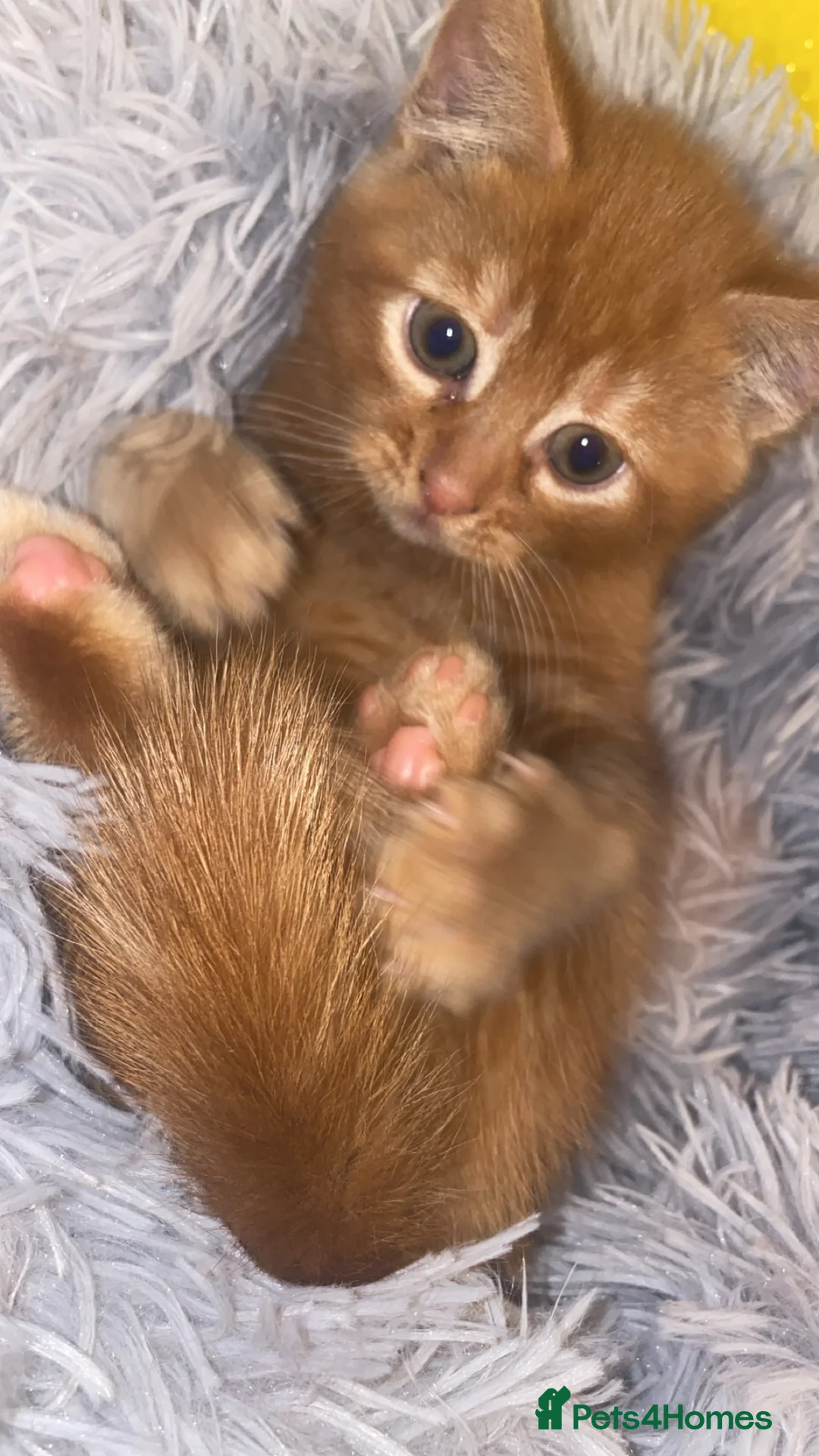 Mixed Breed cats for sale: Fluffy dark ginger kitten looking for new home 🏡 - Advert 7