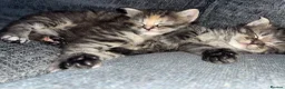 Maine Coon cats for sale:  Absolutely beautiful Maine coon X kittens in Barry - Advert 16