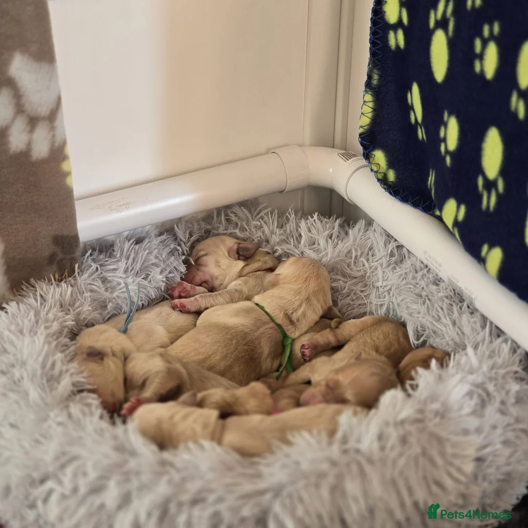 Golden Retriever dogs for sale: Golden Retriever / Goldardor Puppies - Advert 20