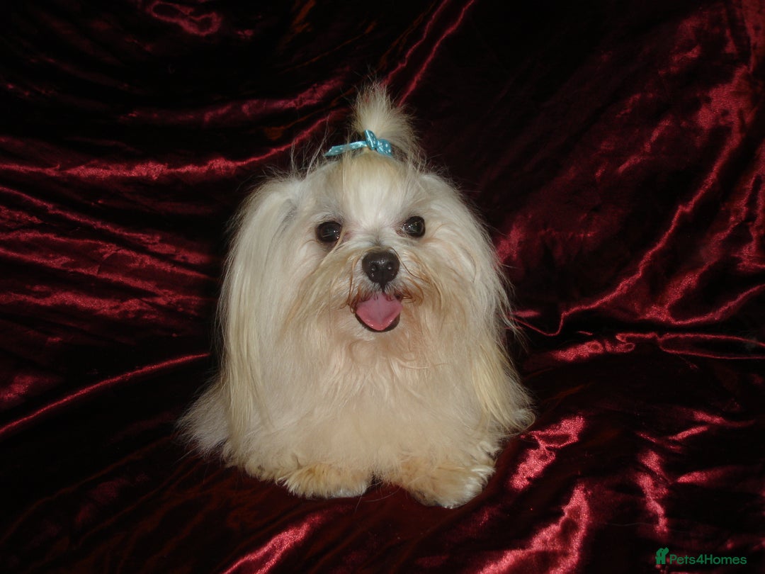 Maltipoo dogs for sale: *Micro Tiny F1 Maltese x Toy Poodle Maltipoo Pup* - Image 13