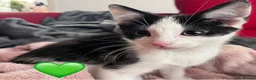 Mixed Breed cats for sale: 😻💚🩵💙🧡💛😻 - Advert 12