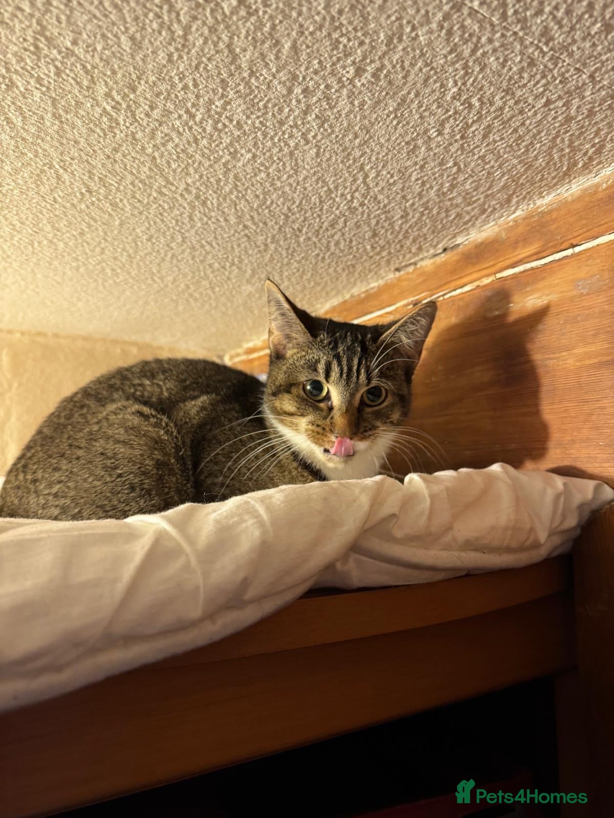 Mixed Breed cats Lovely young female cat fro adoption! - Advert 1