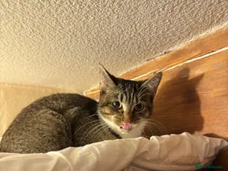 Mixed Breed cats Lovely young female cat fro adoption! - Advert 1