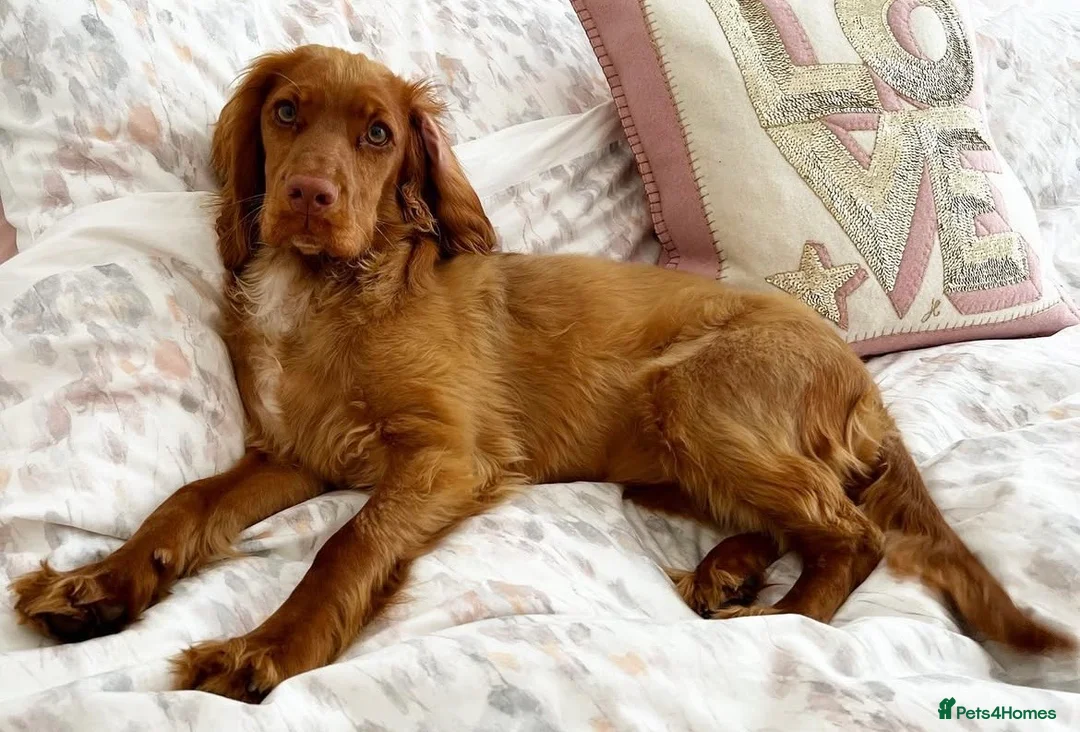 Cocker Spaniel dogs for sale: Stunning Male Cocker Spaniel  - Advert 3
