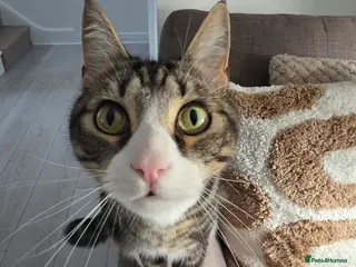 Mixed Breed cats Mixed Tabby Male for sale in Wigan - Advert 1